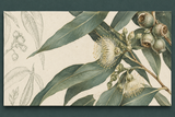 Membresía al club de correo botánico🍃Edición 03 eucalipto 🌿